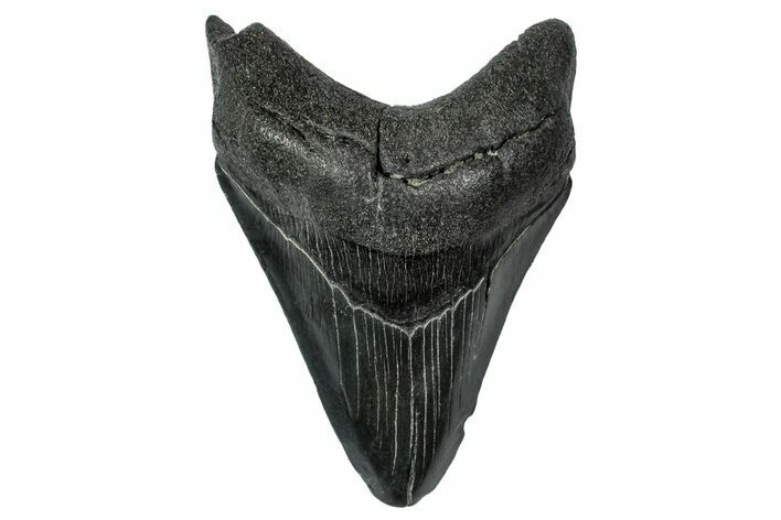 Fossil Megalodon Tooth - South Carolina #340149